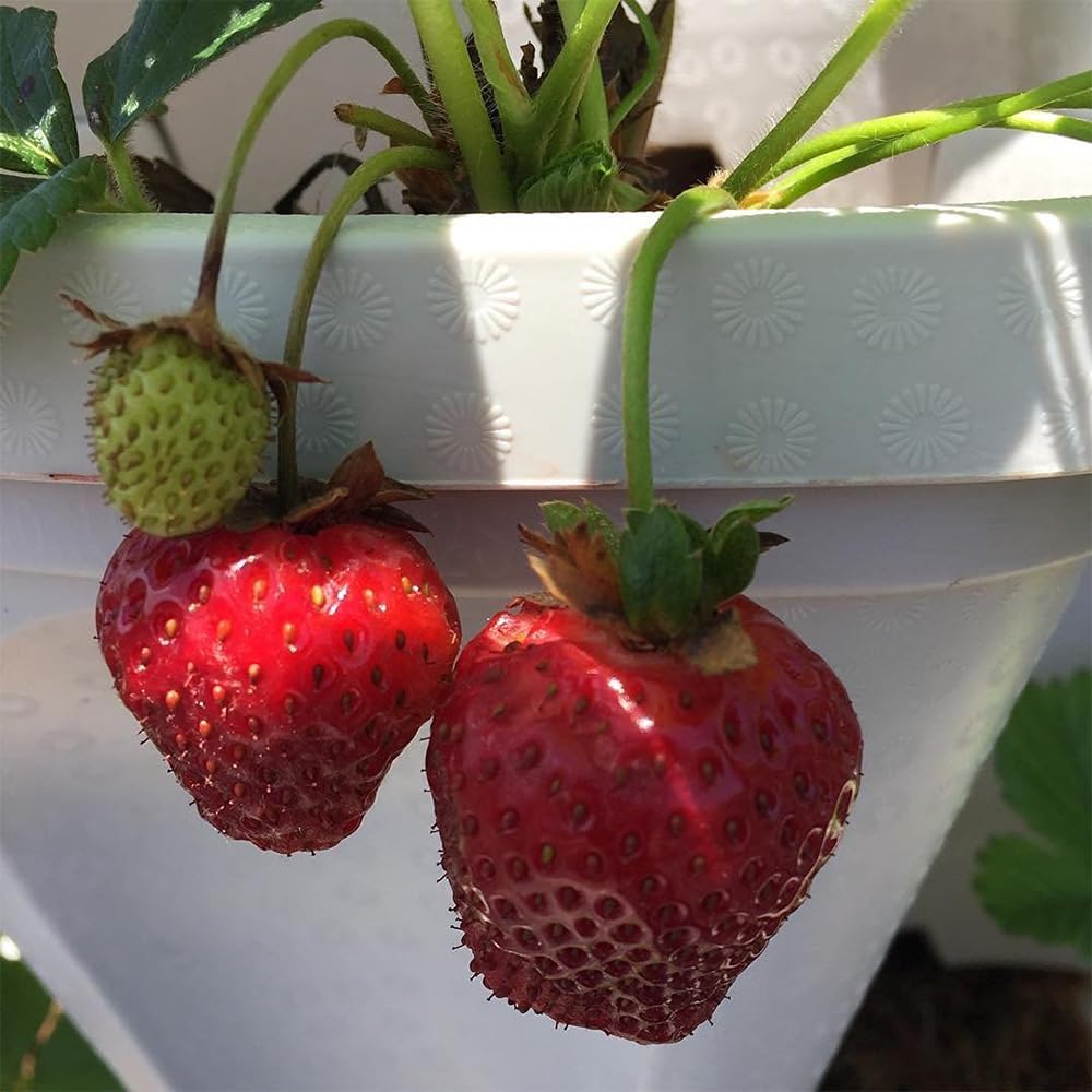 Stackable Vertical Growing System, Large Garden Planter for Strawberries & Herbs, Heavy Duty Design