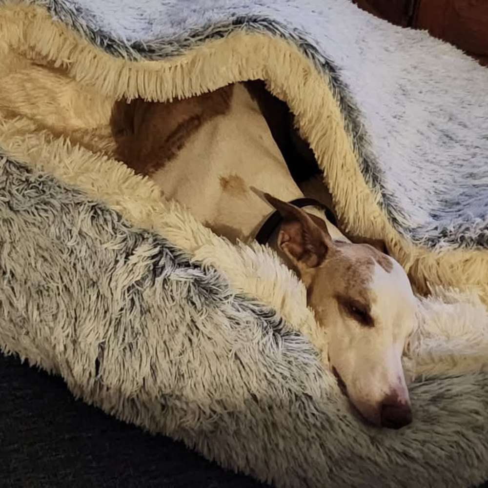 🐾 The SNUGGLES Cove - The Ultimate 2-in-1 Pet Bed!
